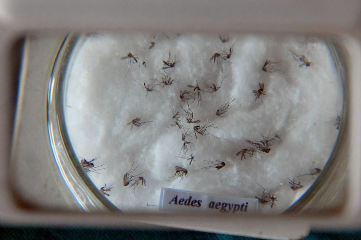 Dengue ameaça estados do Nordeste, Espírito Santo e Rio (Foto: Arquivo Agência Brasil)