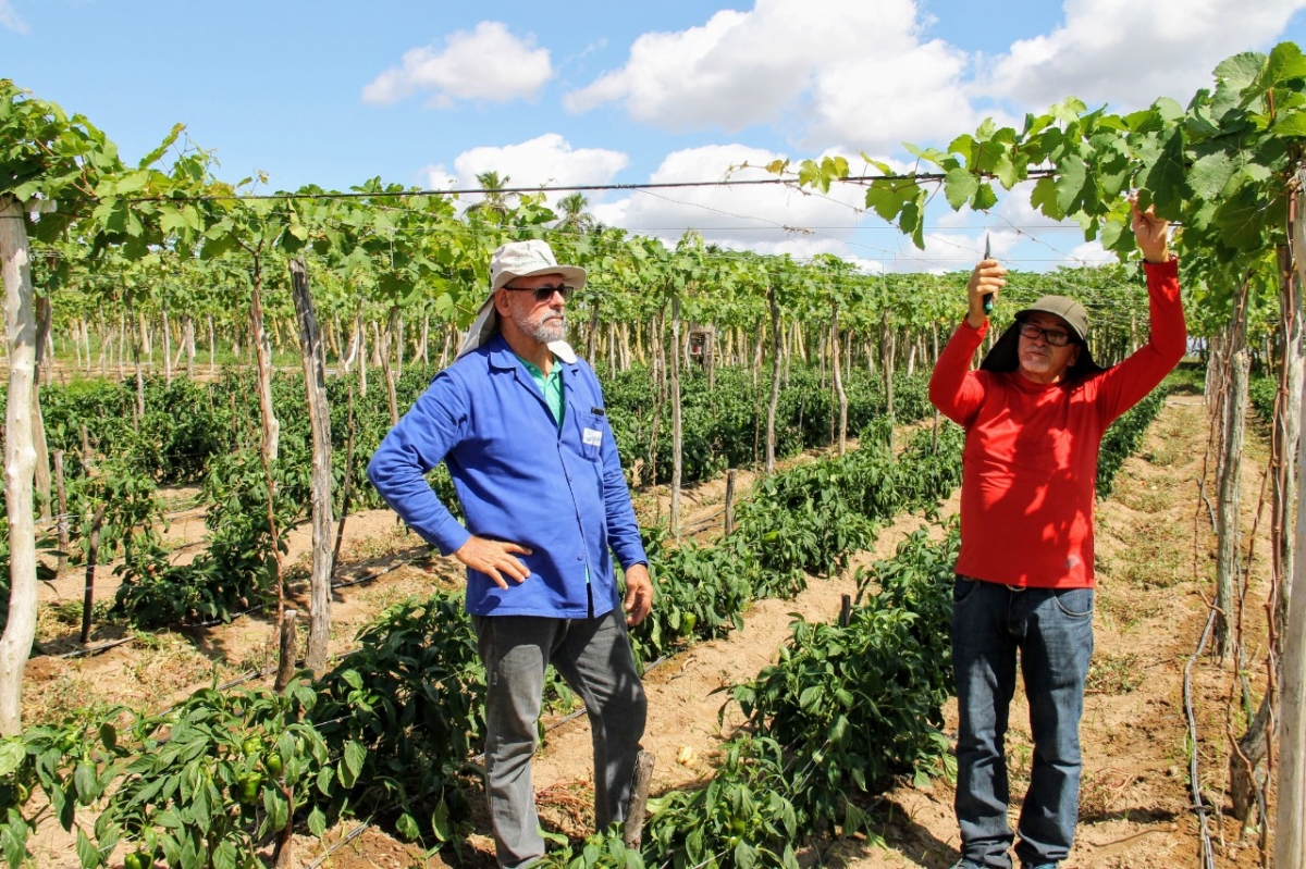 Cultivo da uva em Sergipe se expande para perímetro irrigado de Lagarto (Foto: Gabriel Freitas/ Cohidro/SE)