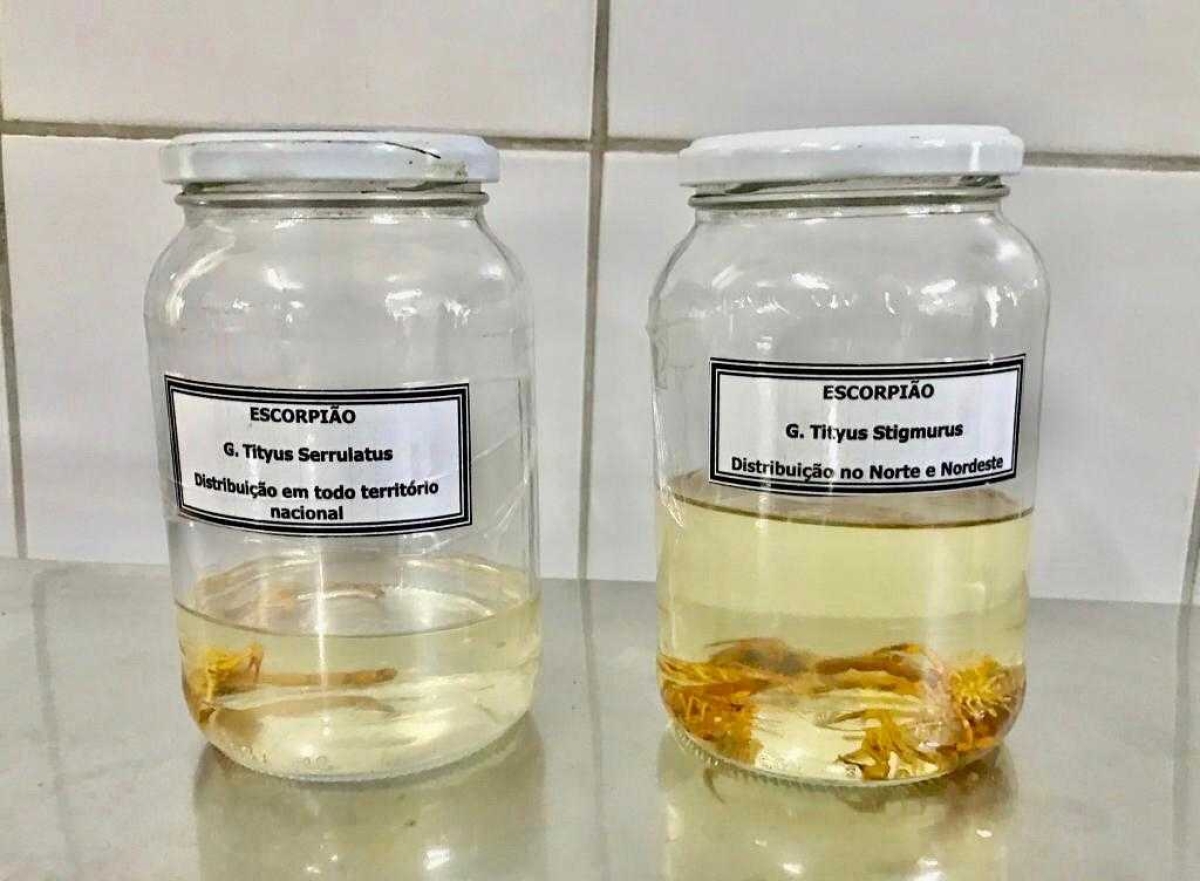 Prefeitura alerta sobre a prevenção de acidentes com escorpião (Foto: SMS/ Prefeitura de Aracaju)