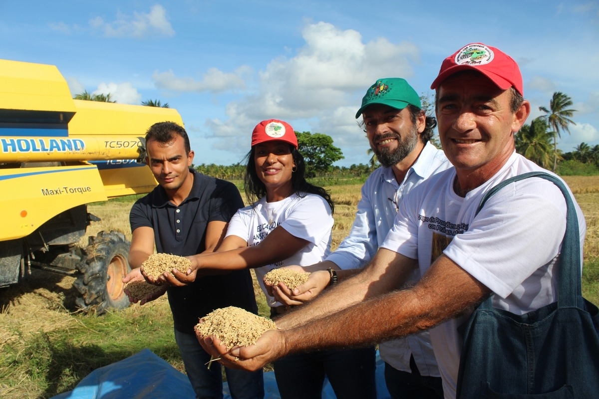 Agricultores realizam colheita do arroz de transição agroecológica no Baixo São Francisco (Foto: Seagri/SE)