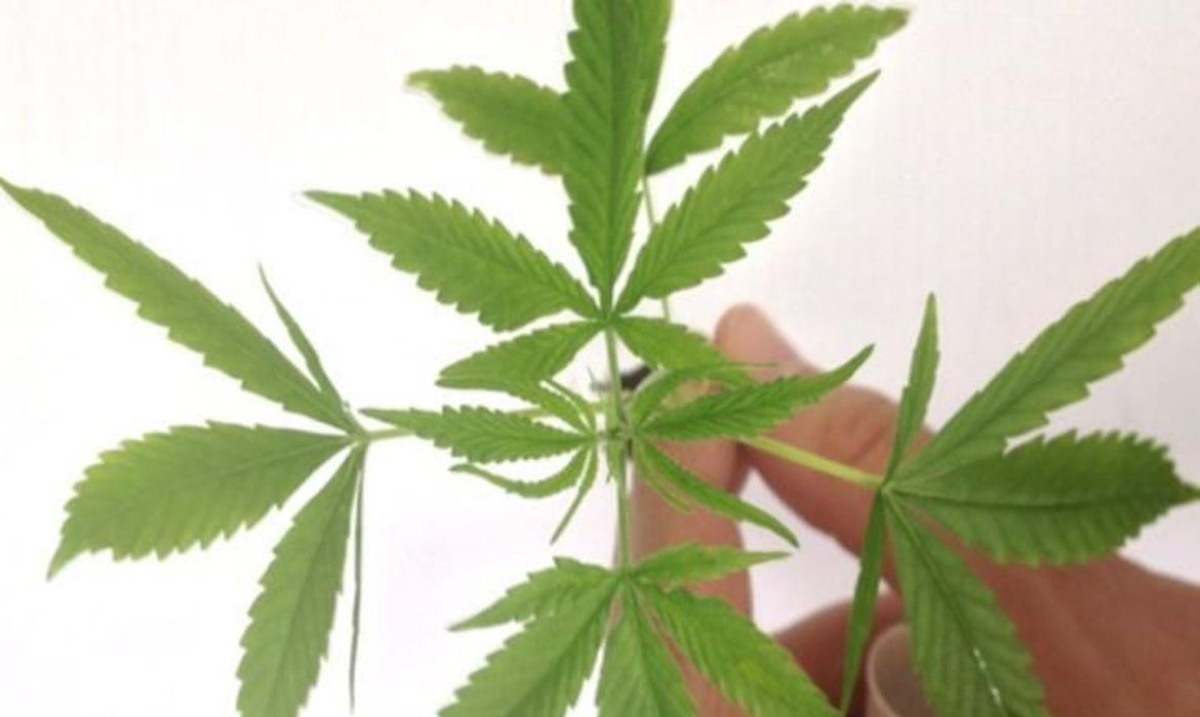 Fabricação e venda de produtos derivados da cannabis entram em vigor (Foto: Divulgação/ Polícia Federal)