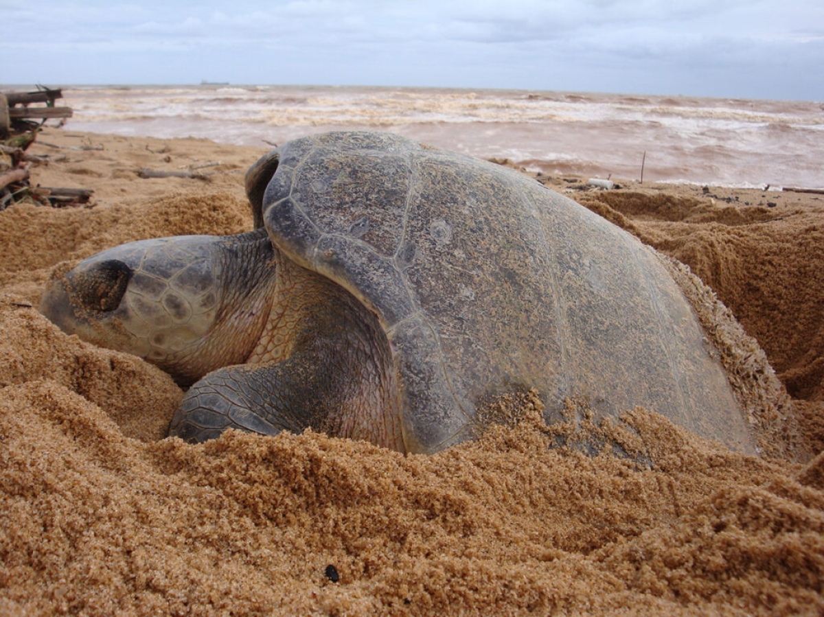 Tartaruga da espécie Oliva é a de maior prevalência no litoral sergipano (Foto: Reprodução/ Tamar)