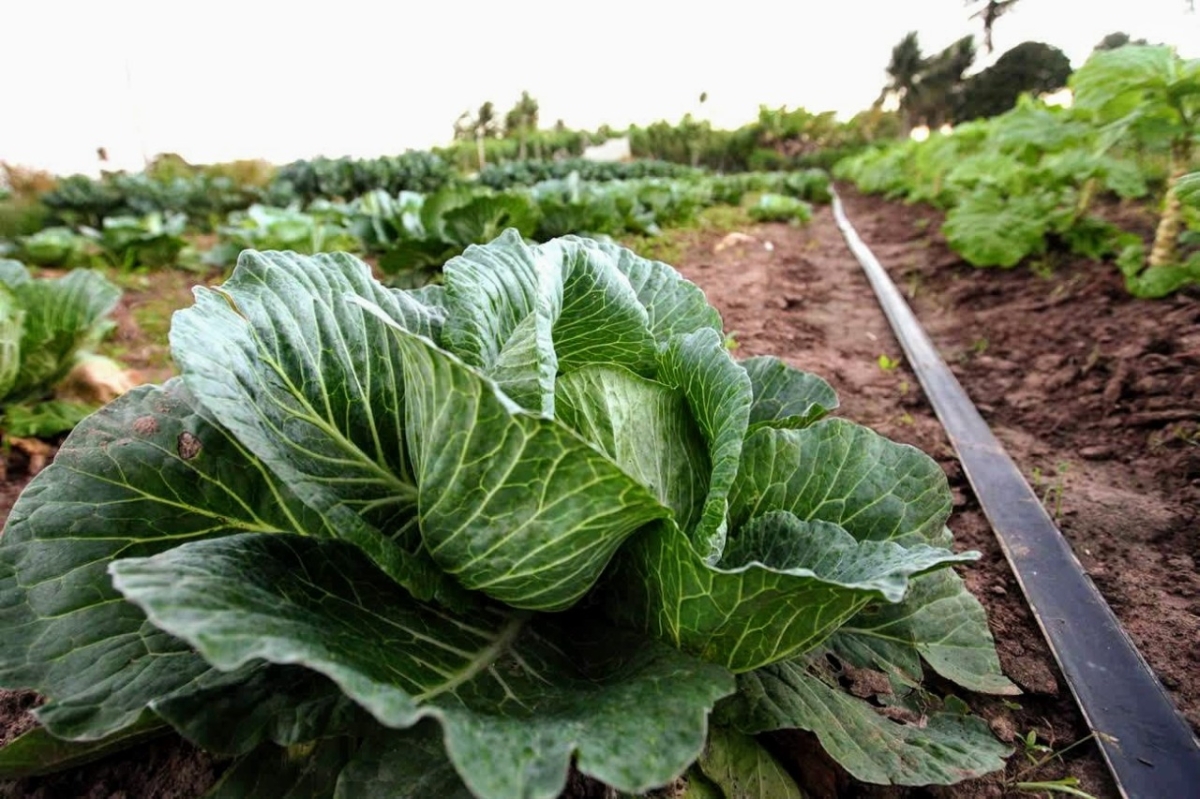 Repolho: uma aposta rentável e saudável para o inverno (Foto: André Moreira/ ASN)