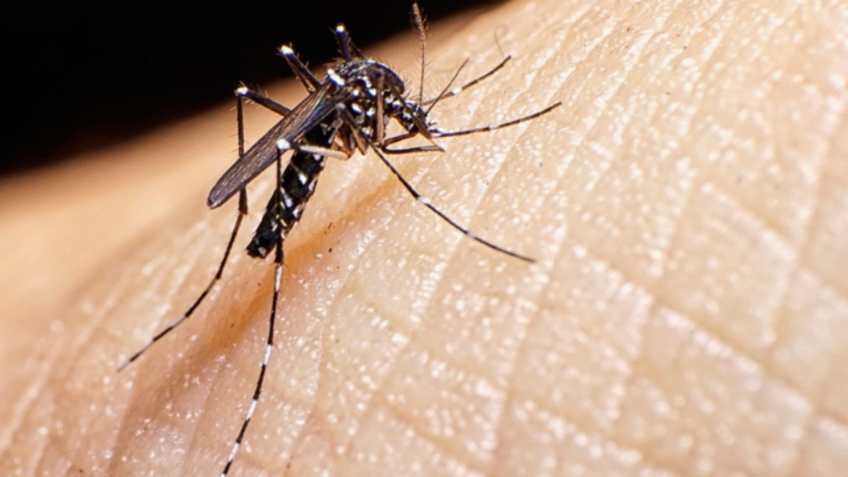 Secretaria de Estado da Saúde confirma 218 casos de dengue (Foto: SES/SE)