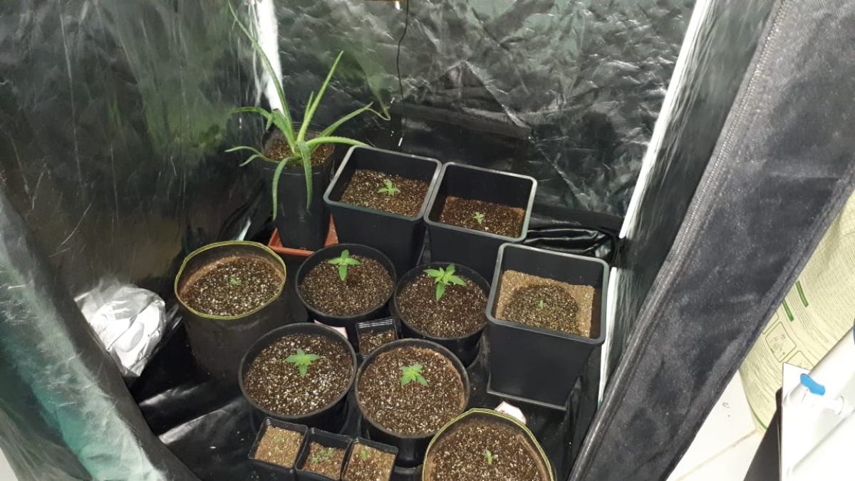 Polícia Militar apreende estufas para plantio de maconha no Santa Lúcia (Foto: SSP/SE)