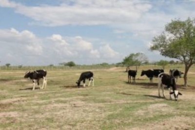 Emdagro prorroga prazo de declaração de vacinação contra a Febre Aftosa (Foto: Emdagro)