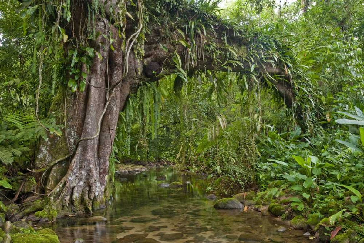A Reserva Natural Salto Morato, em Guaraqueçaba (PR), é uma área com 2.253 hectares de Mata Atlântica protegida e mantida pela Fundação Grupo Boticário (Foto: José Paiva)