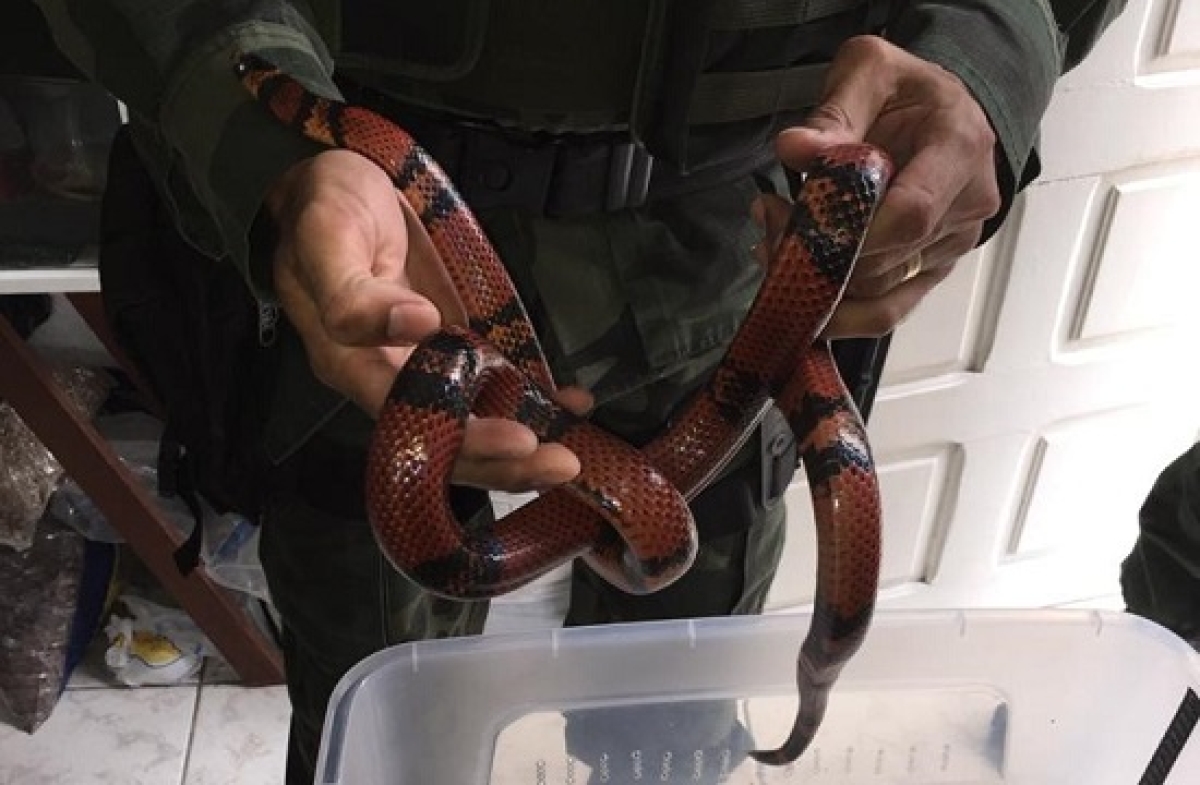 Polícia Federal apreende serpentes em cativeiro doméstico em Aracaju (Foto: Portal Infonet)
