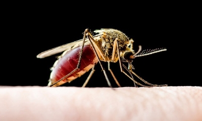 "Mosquito palha", um dos principais vetores da doença (Foto ilustrativa: Pixabay)
