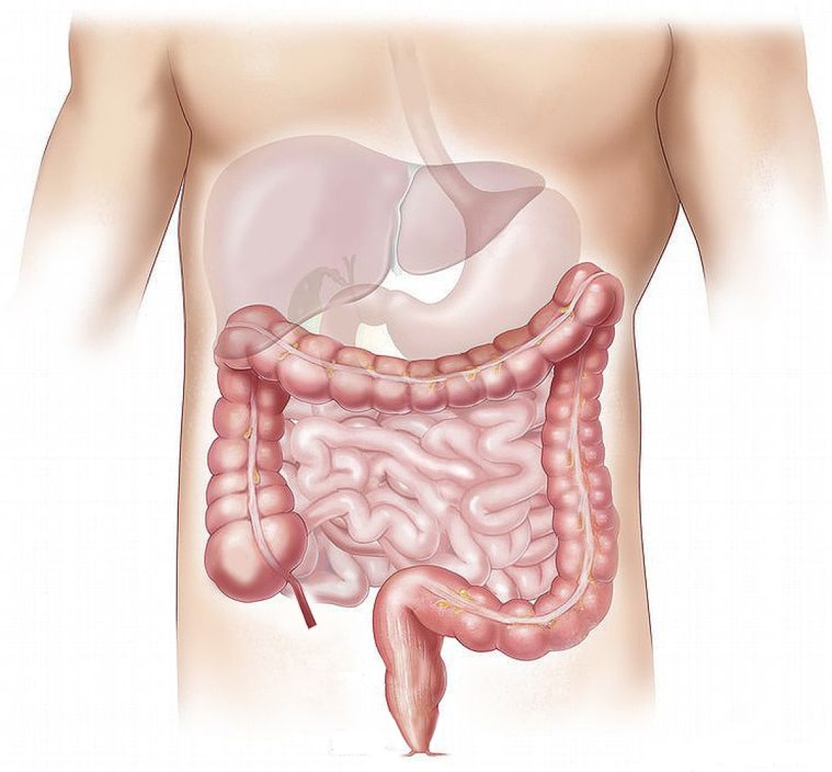 Homem faz transplante de fezes por produzir álcool no intestino (Imagem: Pixabay)