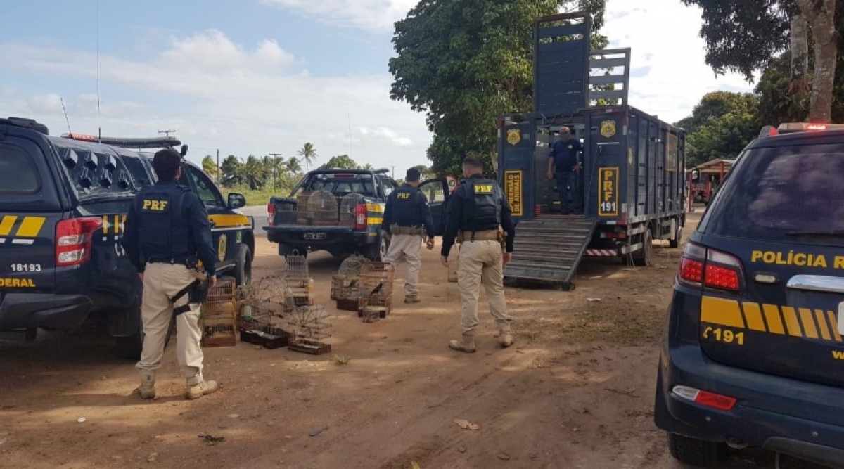 Operação "Harpia": PRF resgata mais de cem animais silvestres em Sergipe (Foto: PRF/SE)