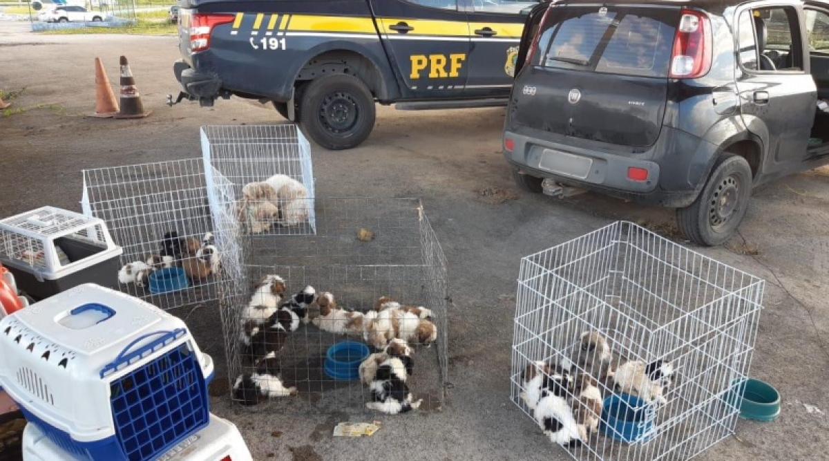 PRF/SE resgata mais de vinte cãezinhos transportados inadequadamente em veículo de passeio (Foto: PRF/SE)
