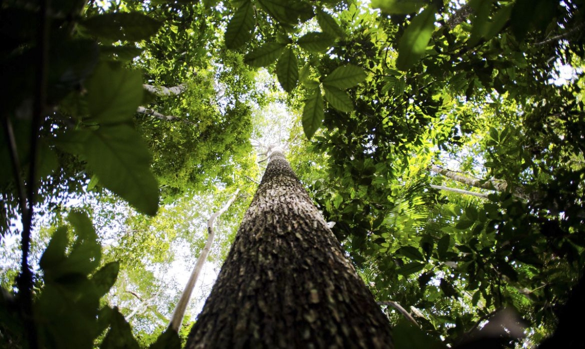 Produtores rurais vão receber por florestas conservadas na Amazônia (Foto: Marcelo Camargo/ Agência Brasil)
