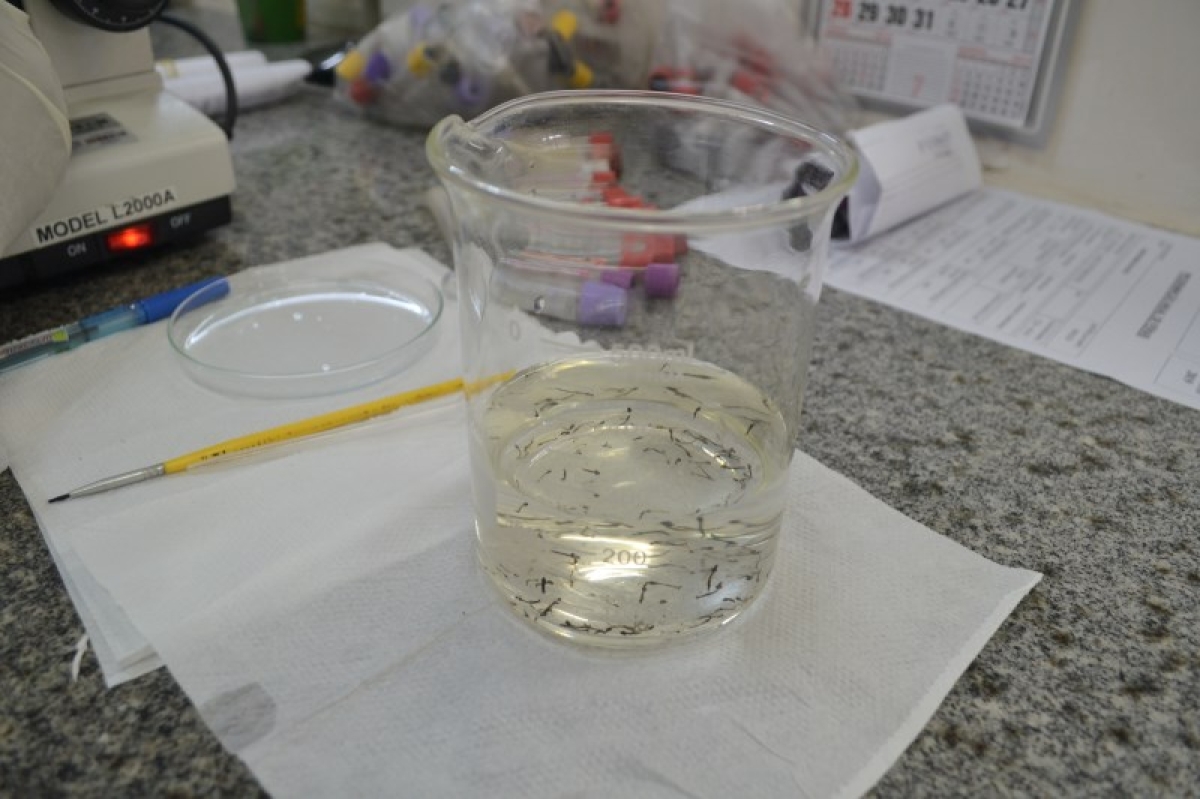 Lacen realiza capacitação para identificar mosquito da dengue (Foto: SES/SE)