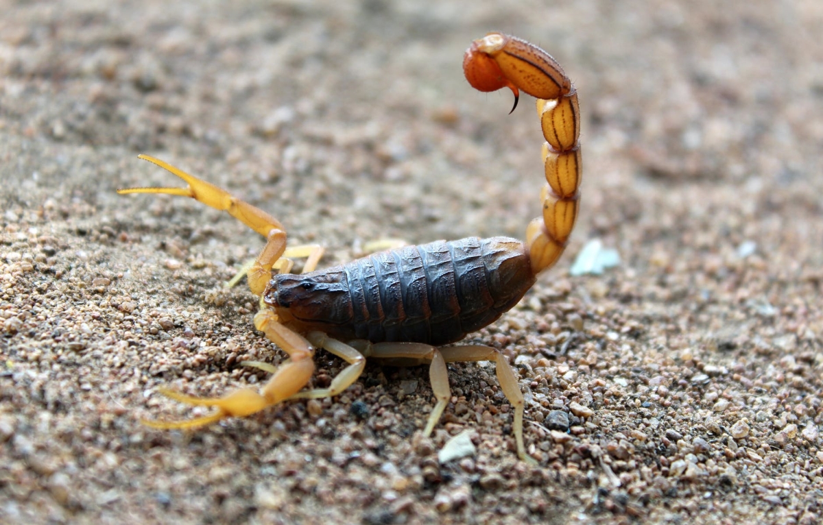Verão: profissional alerta para cuidados com escorpião (Foto: Assessoria de Imprensa Unit)