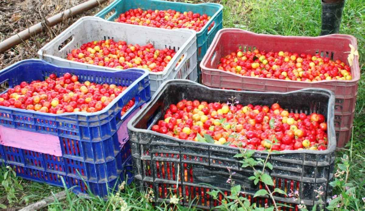 Perímetro Califórnia: Irrigante de Canindé opta pela acerola, evita agrotóxicos e garante melhoria na renda (Foto: Ascom/ Cohidro/SE)