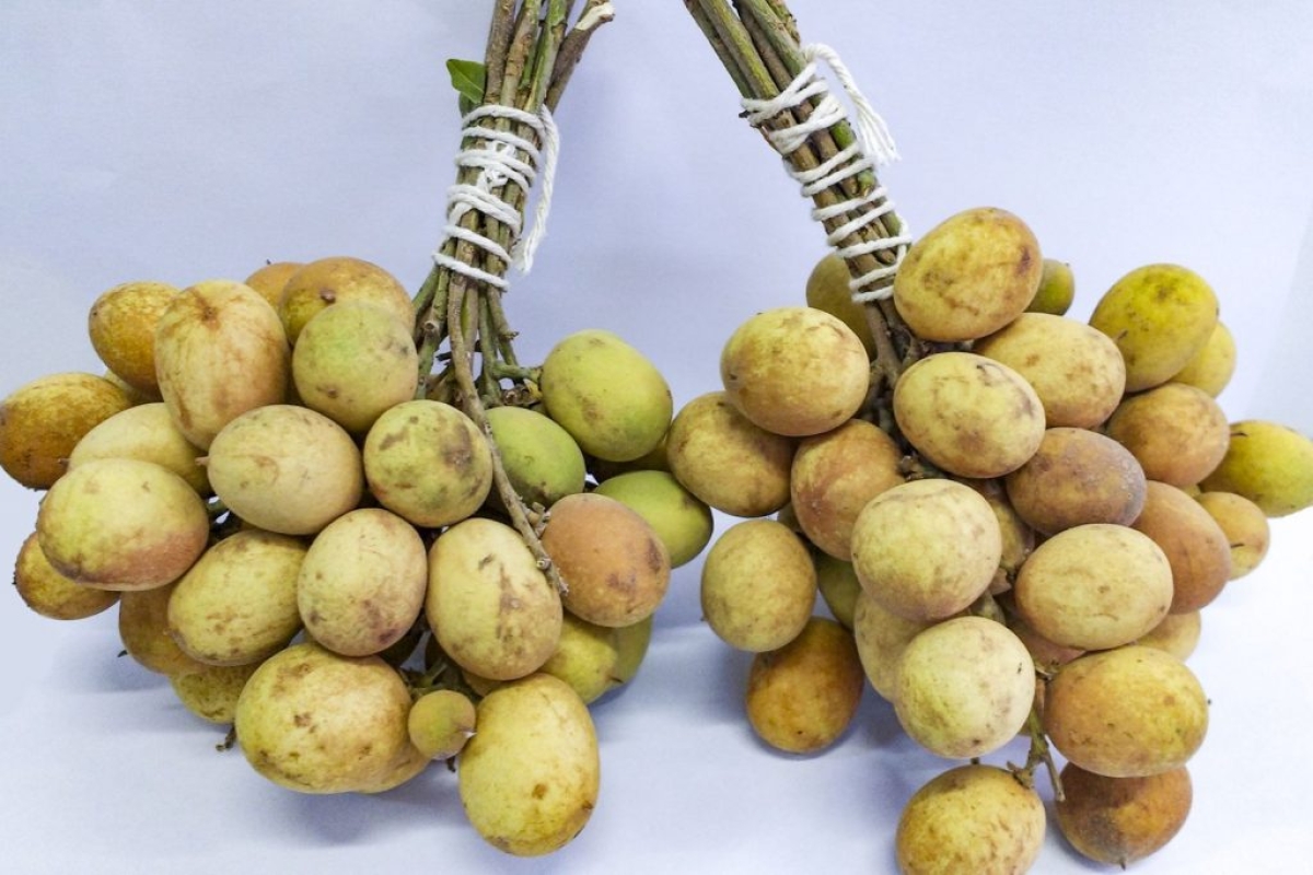 A pitomba é rica em vitamina C e minerais e possui propriedades antioxidantes (Foto: Giordanna Belotti)