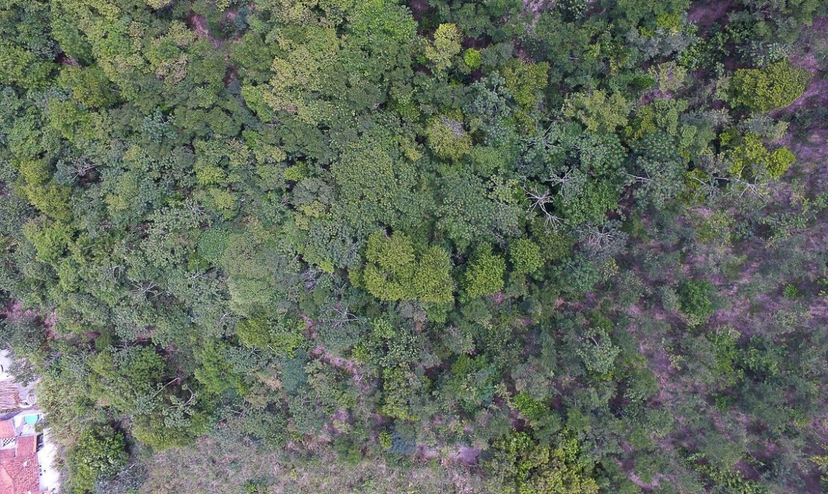 Mata Atlântica é o bioma com maior captação de água do país (Foto: Divulgação/ PlantVerd)