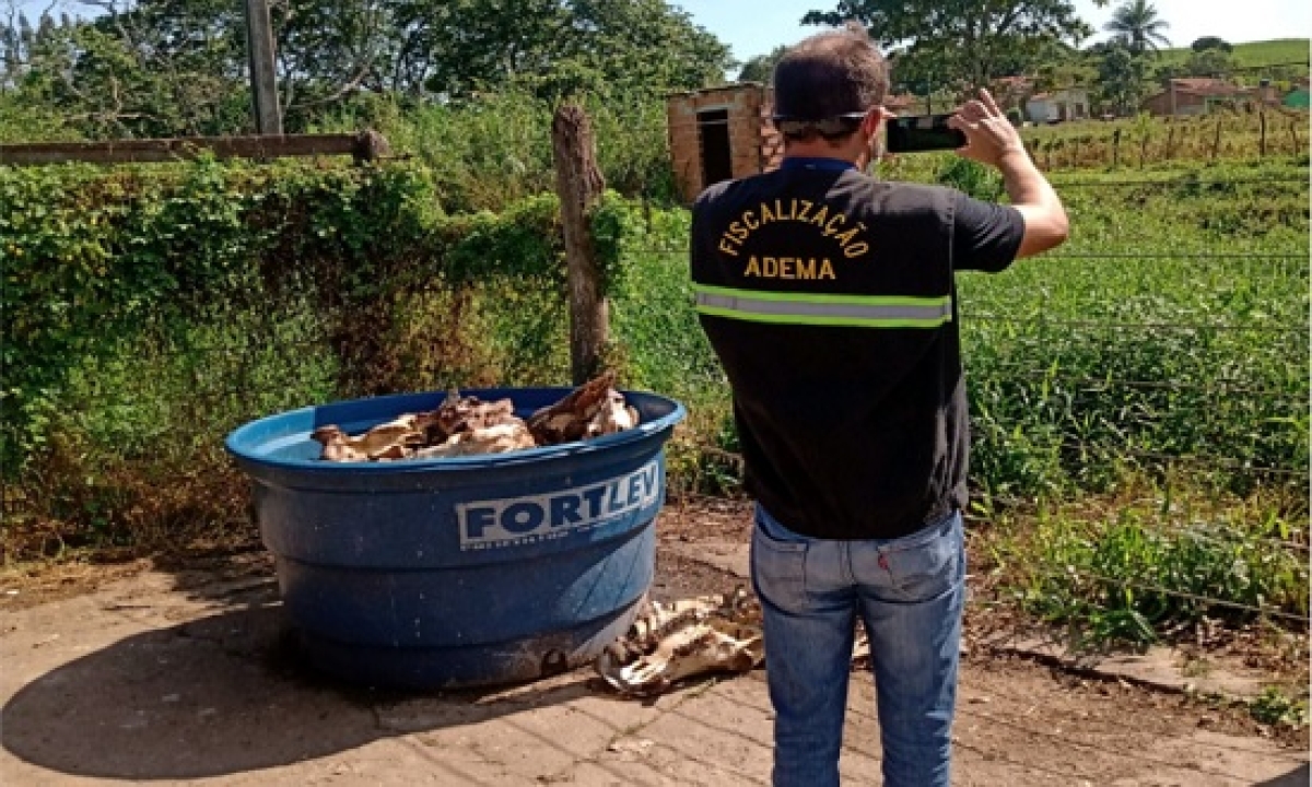 �??O ambiente onde ocorria o abate era desprovido de higiene e sem paredes laterais�?�, diz a Adema (Foto: Adema)