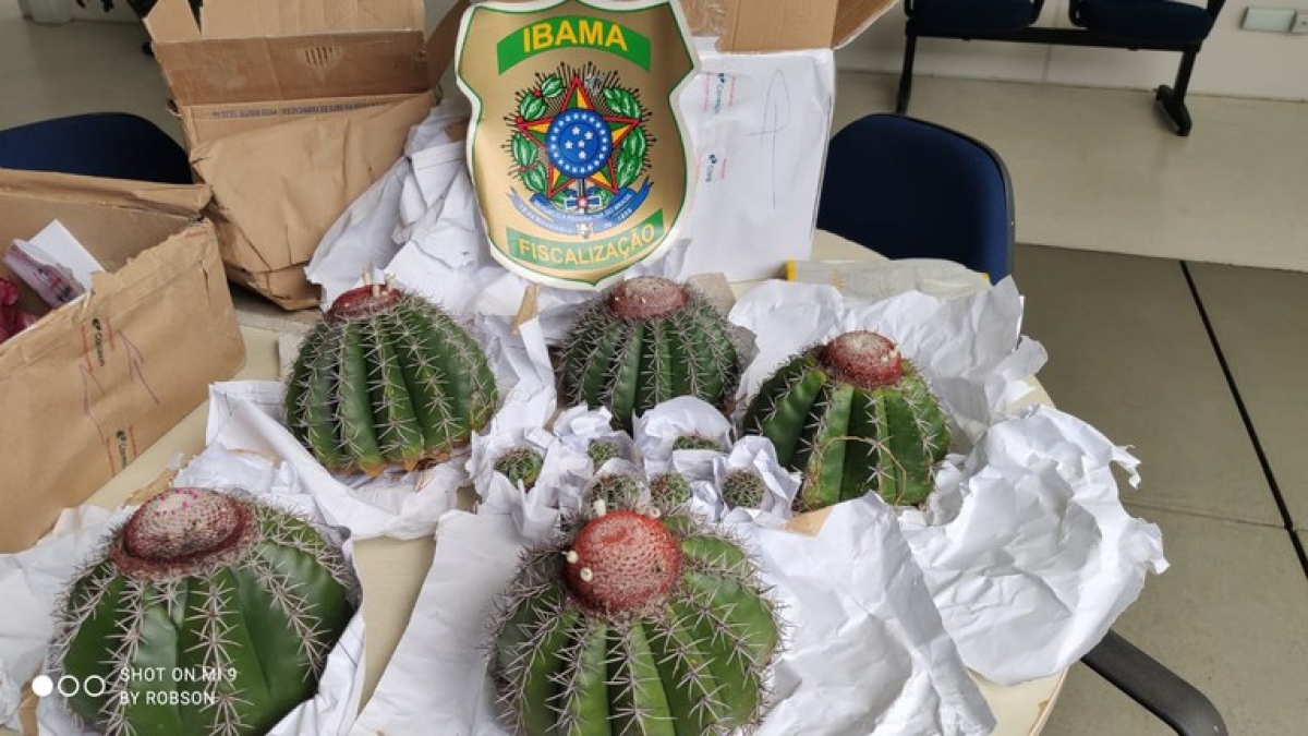 No Dia Nacional da Caatinga, Ibama apreende cactos em extinção (Foto: Ibama/SE)