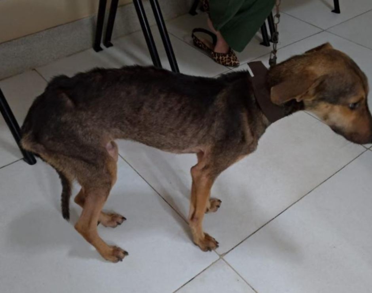 Polícia Civil prende homem em flagrante por maus-tratos a cachorro em povoado de Lagarto (Foto: SSP/SE)
