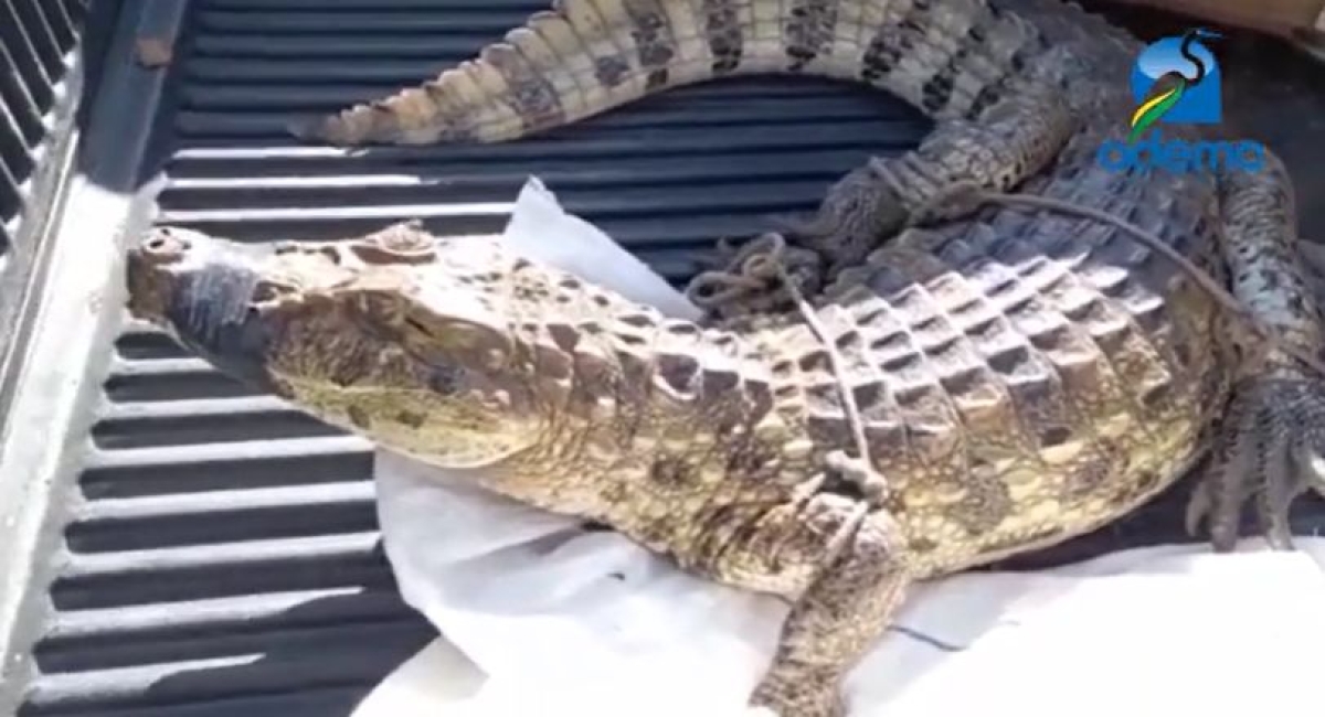 Jacaré de 25 kg é encontrado em condomínio do bairro Aruana (Imagem: Reprodução de vídeo/ YouTube/ Portal Infonet)