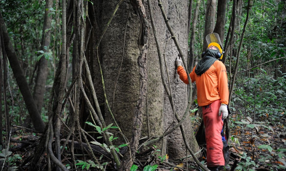 Governo estuda concessão de cinco áreas florestais no Amazonas (Foto: Tomaz Silva/ Agência Brasil)