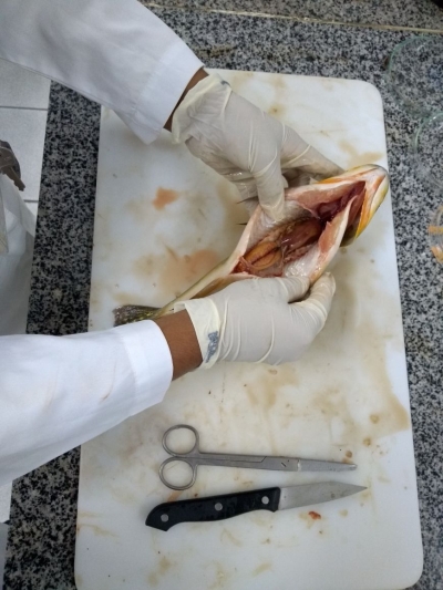Presença de parasitas em peixes de consumo é estudada em pesquisas da Unit (Foto: Assessoria de Imprensa Unit)