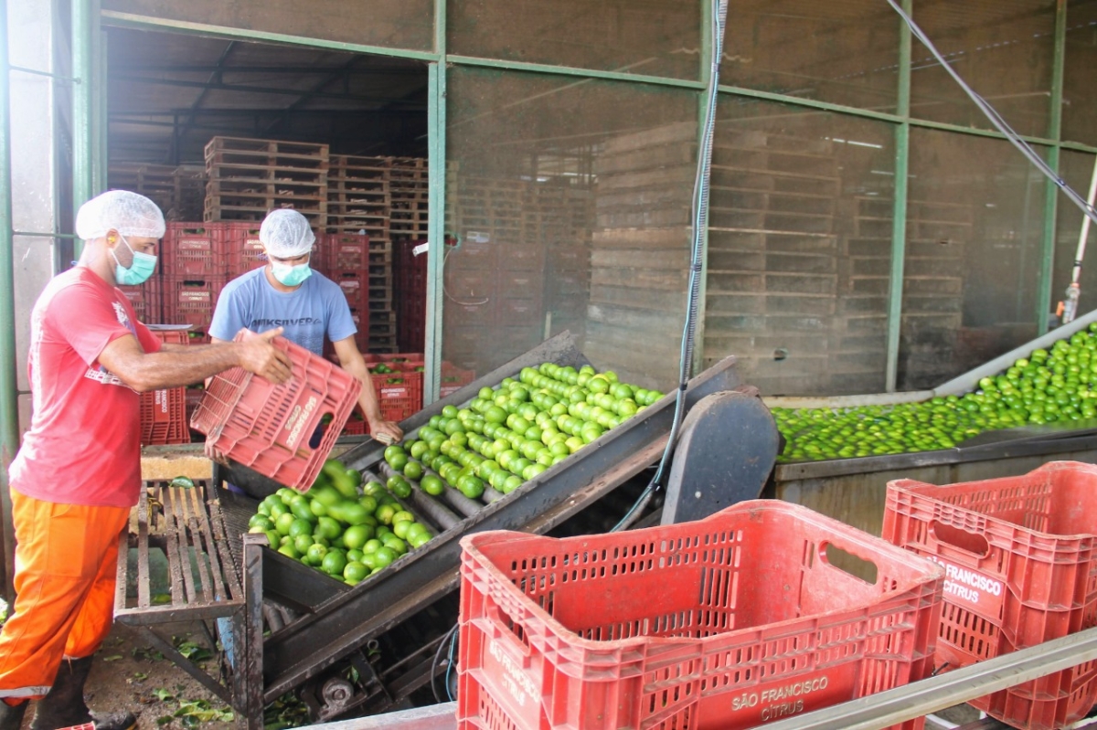 Platô de Neópolis exporta limão Taiti irrigado para o mercado europeu (Foto: Fernando Augusto/ Cohidro/SE)
