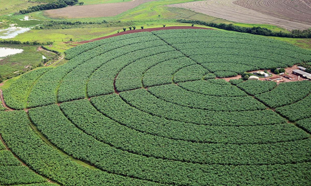 Governo publica novas regras para registro de defensivos agrícolas (Foto: Raylton Alves/ Agência Ana)