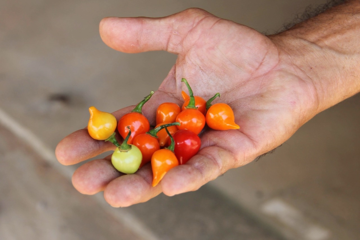 Pimenta Biquinho: produção garantida pela irrigação estadual e incentivo da indústria em Lagarto (Foto: Fernando Augusto)