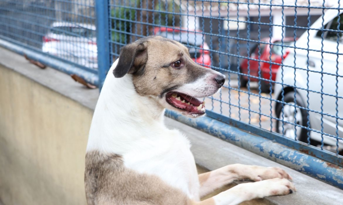 Cães e gatos podem ter vírus da covid-19, mas não transmitem a doença (Foto: Prefeitura do Rio/ Subvisa/ Nelson Duarte)