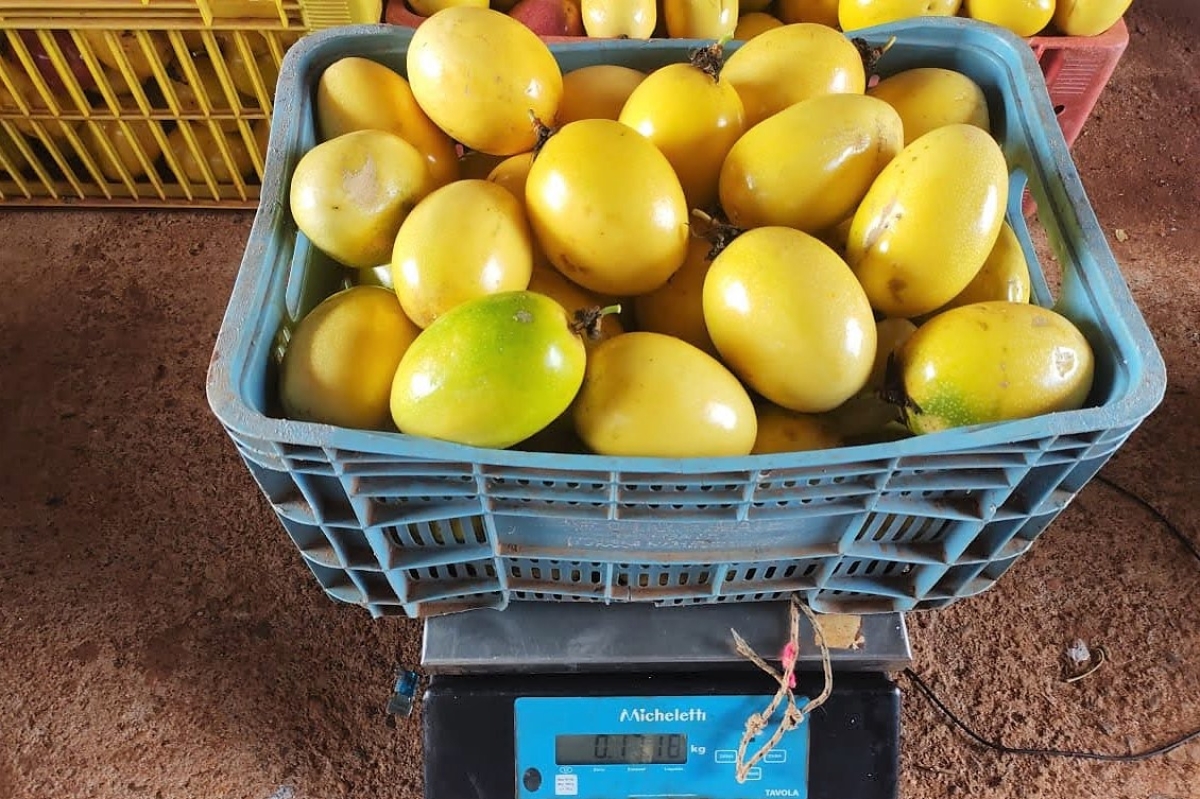 Plantação comercial de maracujá na irrigação estadual dá frutos de alta qualidade (Foto: Cohidro/SE)