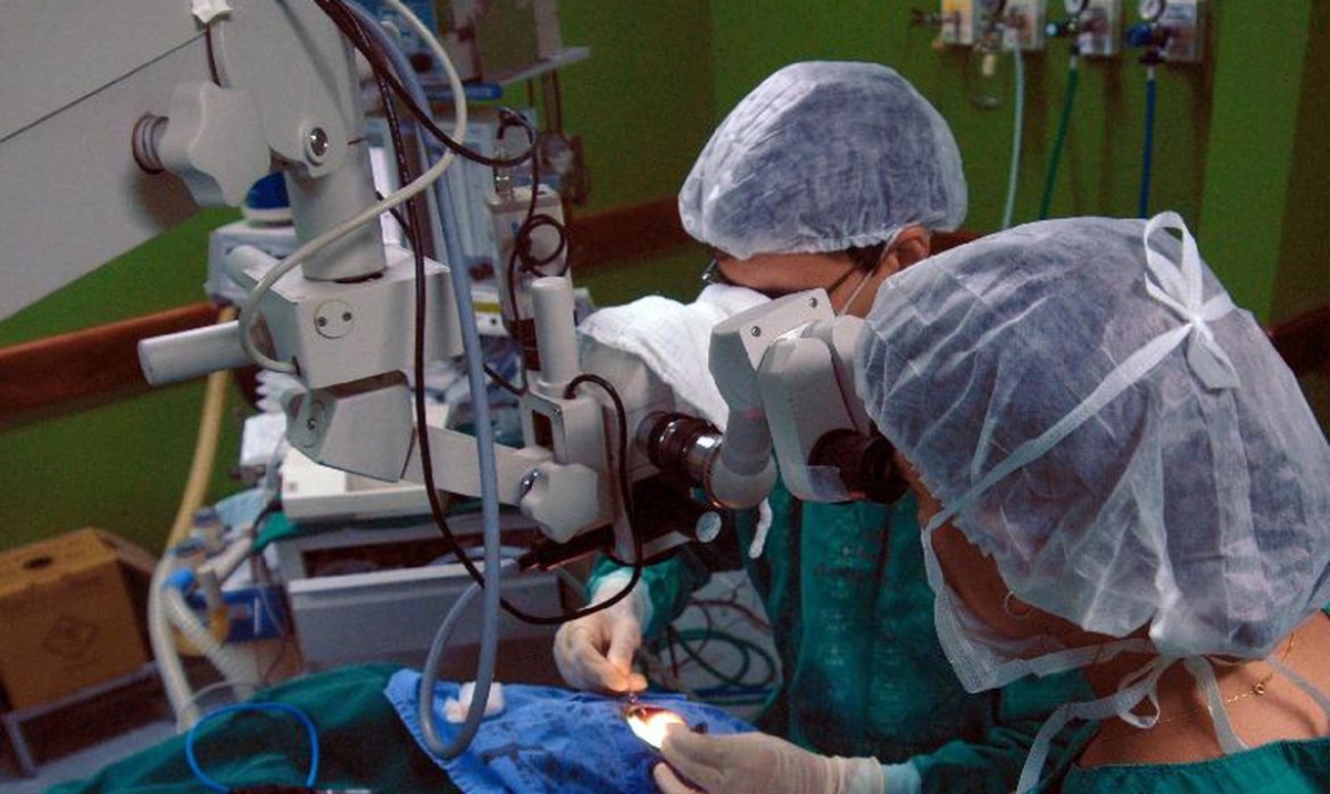 Pesquisadores da USP planejam testes para usar rim suíno em humanos (Foto de arquivo: Elza Fiúza/ Agência Brasil)