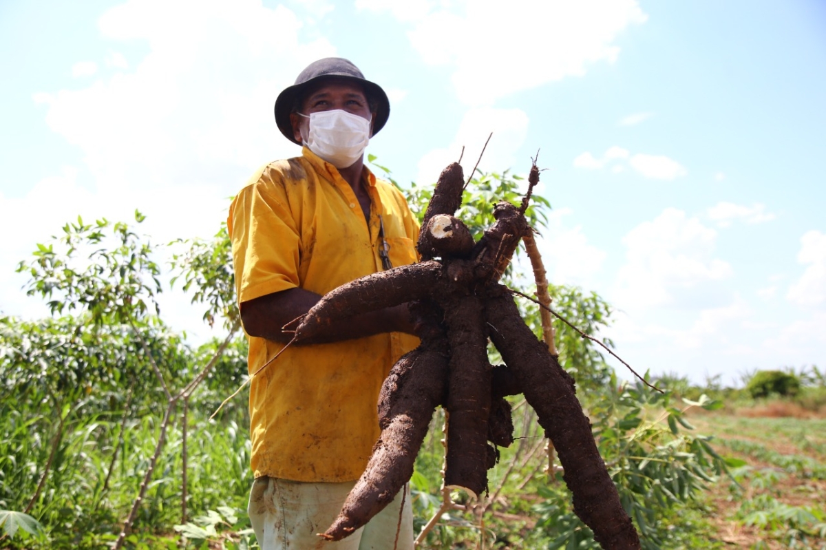 Macaxeira irrigada no sertão de Canindé tem qualidade e promove renda ao agricultor (Foto: Vieira Neto/ Cohidro/SE)
