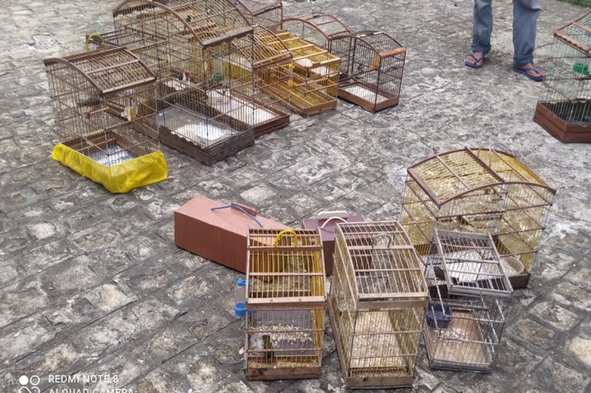 Polícia Militar flagra comércio ilegal de aves silvestres em Lagarto (Foto: PM/SE)