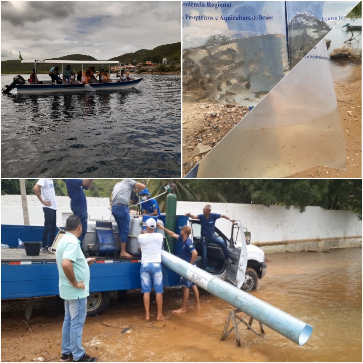 Prefeitura de Canindé e Codevasf realizam Peixamento do Rio São Francisco (Foto: Prefeitura de Canindé de São Francisco)