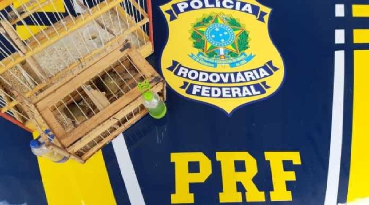BR-101/SE: PRF resgata 14 aves silvestres (Foto: PRF/SE)