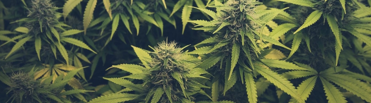 Maconha medicinal pode ser alternativa para tratar artrite e dor nas costas (Foto: Olhar Digital)