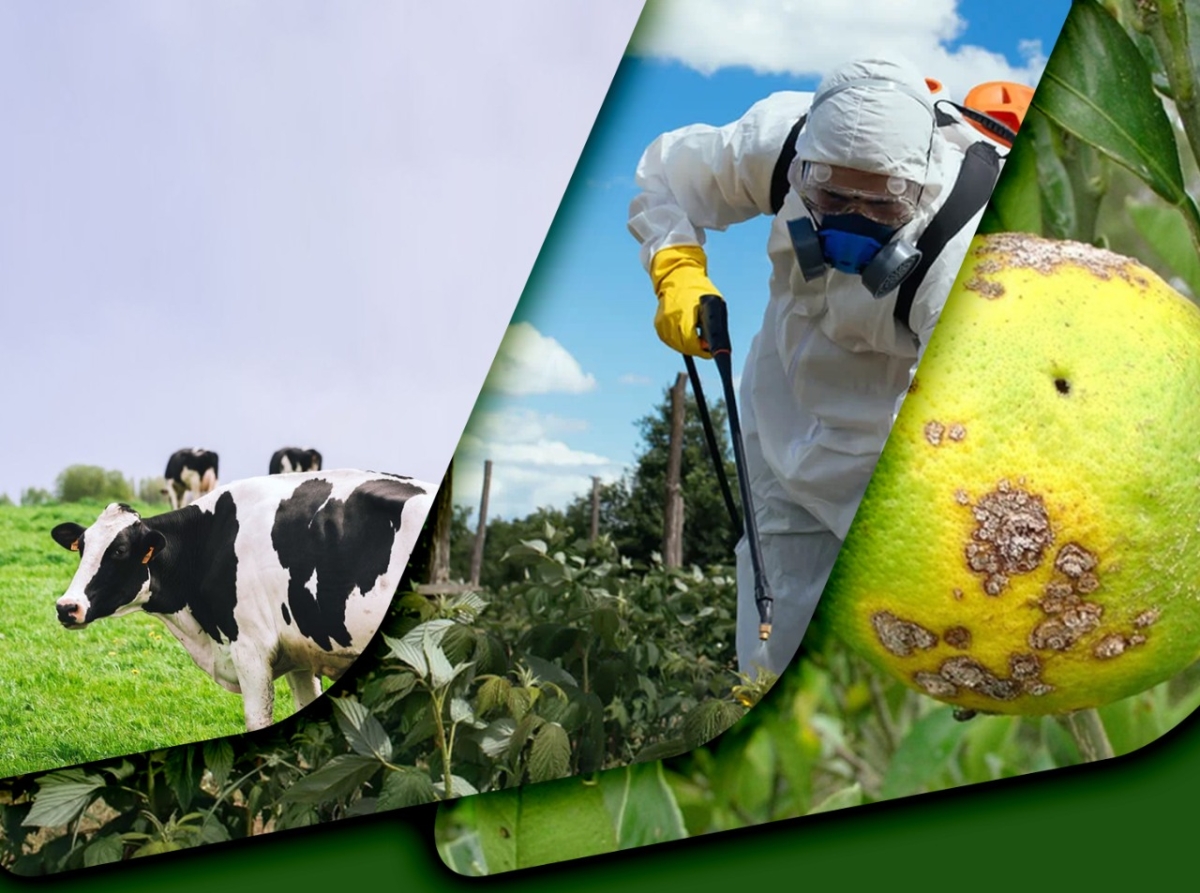 Senar Sergipe abre inscrições para cursos online nas áreas de fruticultura e gado de leite - Imagem: Senar/SE
