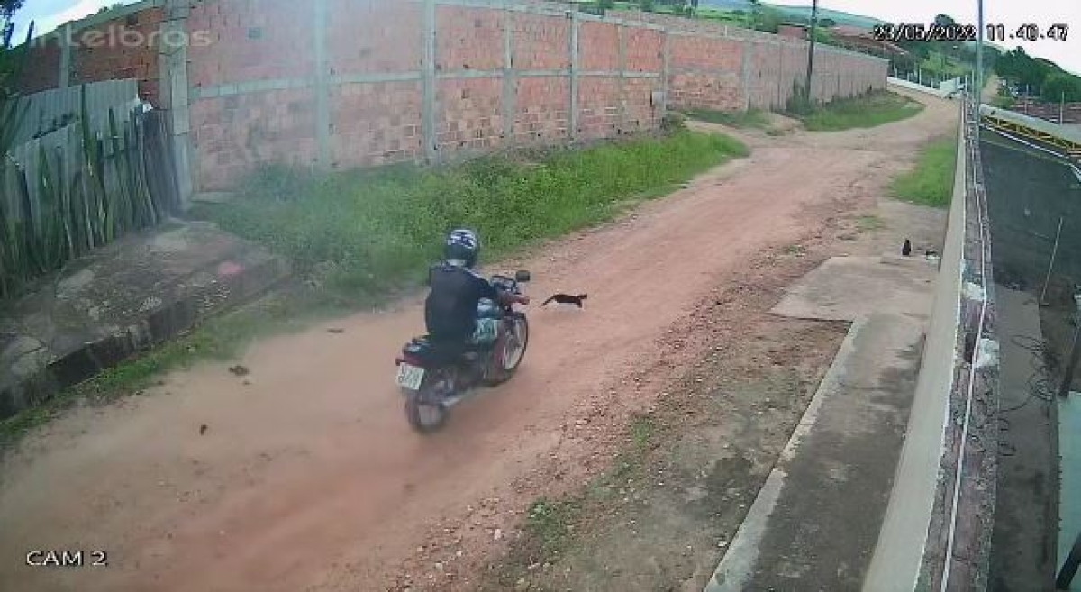 Polícia Civil identifica autor de atropelamento de gato em Lagarto - Foto: SSP/SE