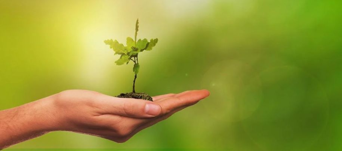 Semana do Meio Ambiente: shoppings Jardins e RioMar Aracaju presenteiam os clientes com sementes e mudas de plantas - Foto ilustrativa: Pixabay