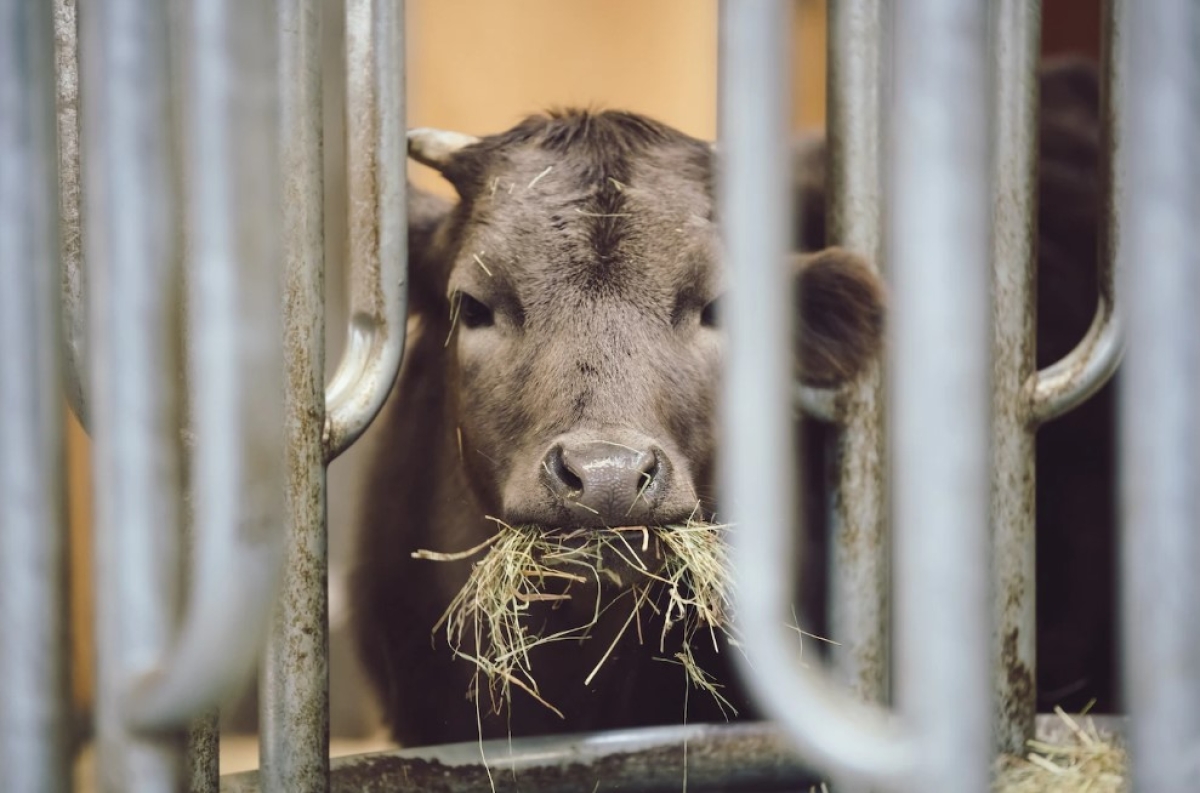 Direito animal: cães e gatos são mais beneficiados do que outros bichos? - Foto ilustrativa: Freepik