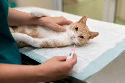 Veterinária explica importância das clínicas exclusivas para gatos - Foto: Assessoria de Comunicação