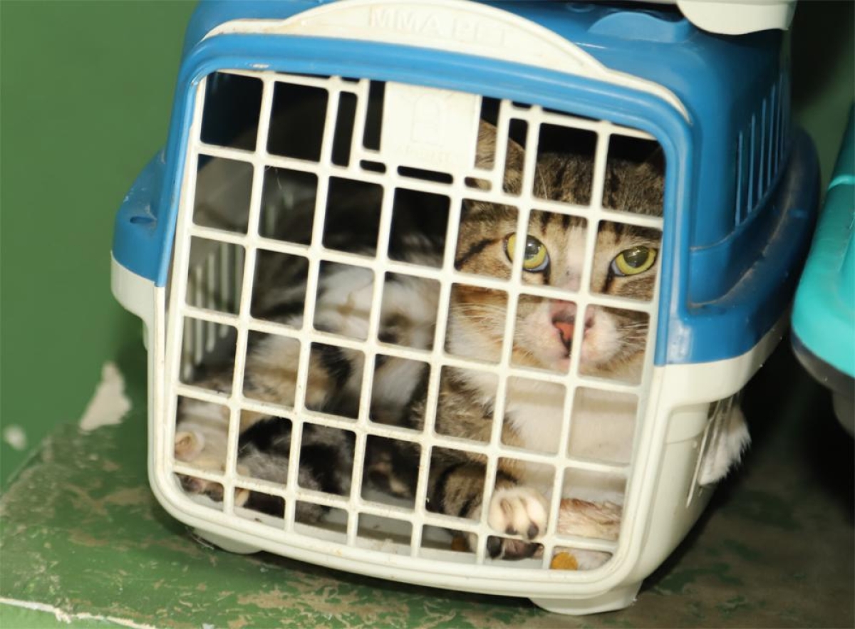 Castração de animais pode ser prejudicada devido à alta taxa de não comparecimento - Foto: Sergio Silva | Prefeitura de Aracaju