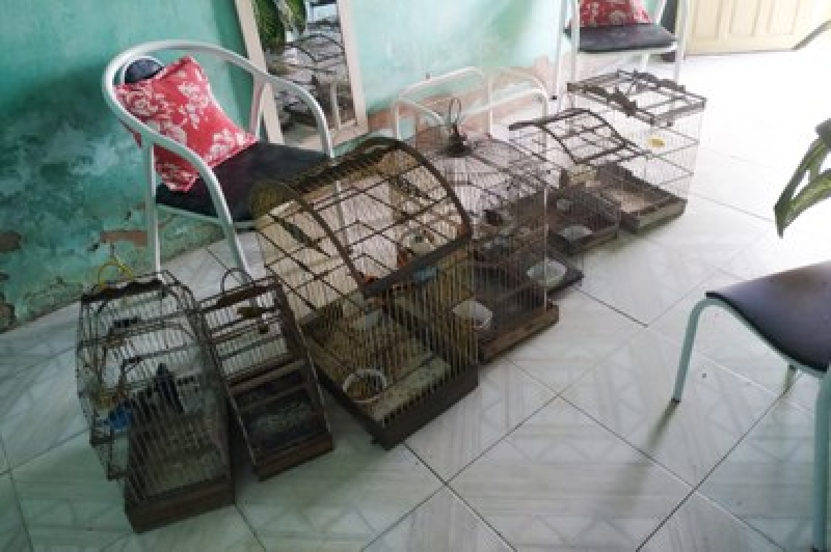 Mais de 100 animais silvestres são resgatados no primeiro dia de FPI/SE - Foto: Ascom FPI/SE