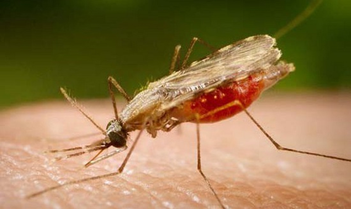 Malária é uma doença infecciosa febril aguda transmitida pela picada da fêmea do mosquito Anopheles, infectada pelo microrganismo Plasmodium - Foto: Divulgação | Portal Biologia