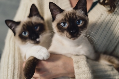 Toca dos Gatos recebe campanha de adoção no dia 13 de agosto - Foto ilustrativa: Freepik