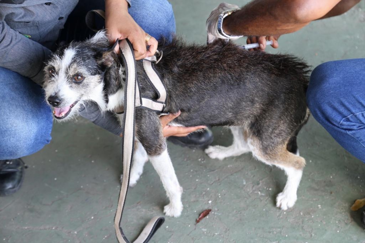 Aracaju inicia campanha antirrábica para cães e gatos na próxima segunda-feira, dia 10/10 - Foto: Marcelle Cristinne | Prefeitura de Aracaju