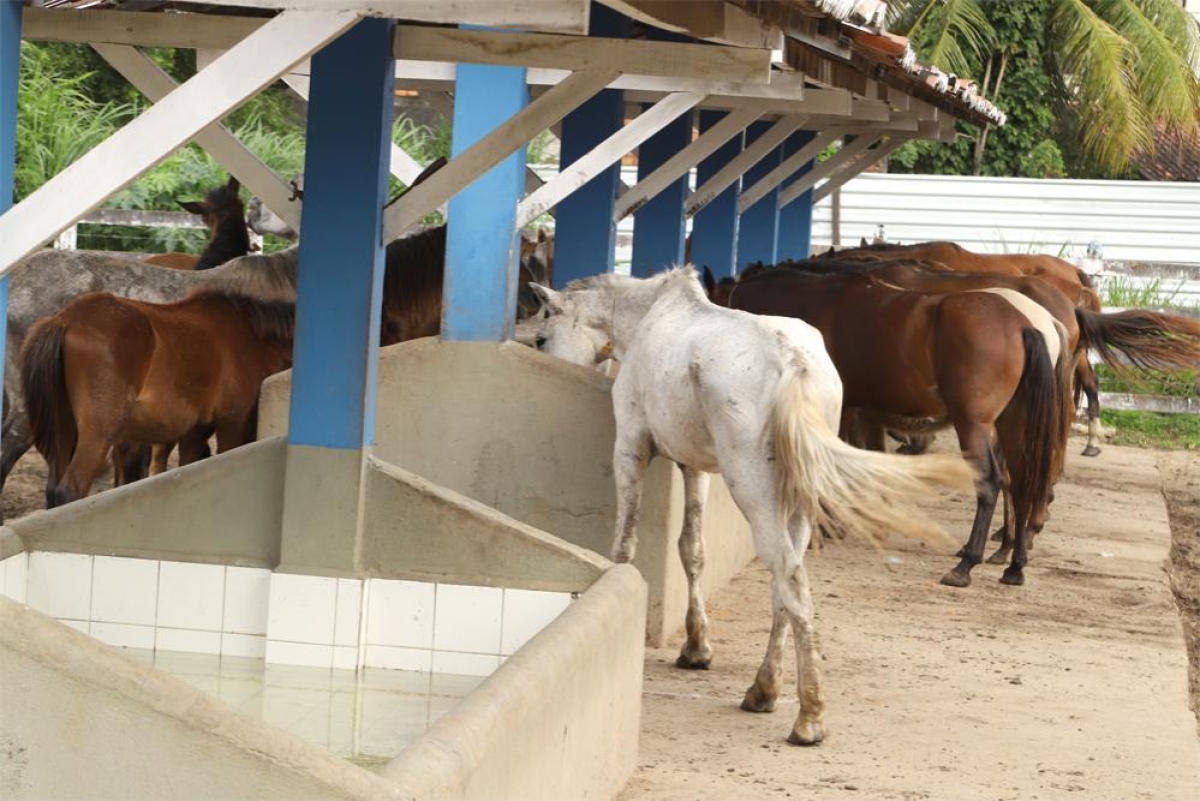 Centro de Apreensão de Animais realiza atendimento médico veterinário especializado - Foto: Sergio Silva | Prefeitura de Aracaju